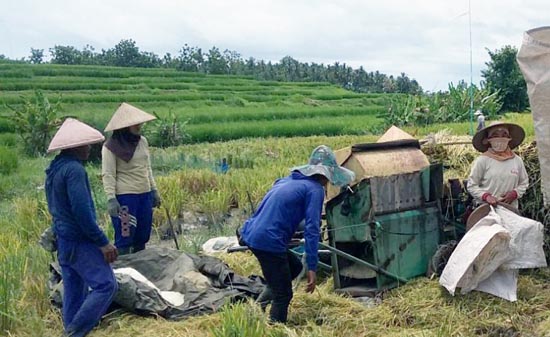 Gabah Rp5 Ribu per kg, Petani Subak Jembrana Bali Sambut Gembira Panen Berlimpah